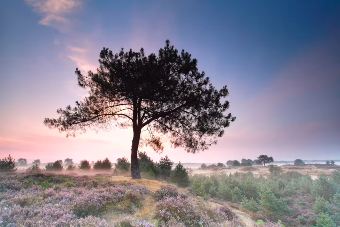 8f46d218 257d 4093 b2cf 687a3388e895