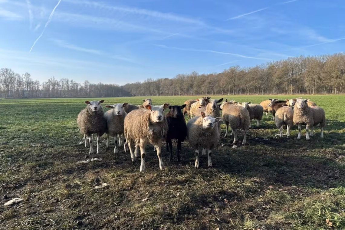 e51ea00a bb57 4970 bc28 0e79ab529a2c